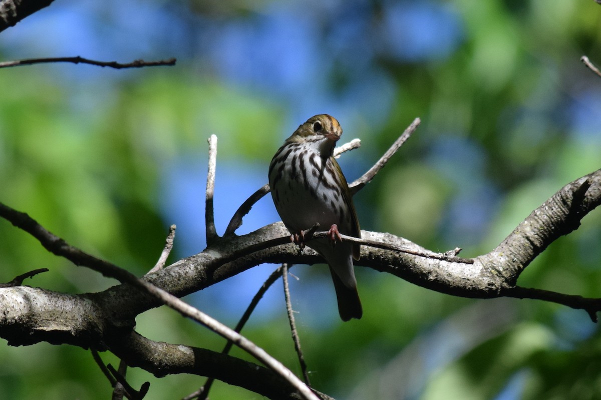 Ovenbird - ML240063881