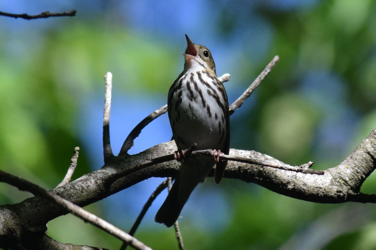 Ovenbird - ML240063931