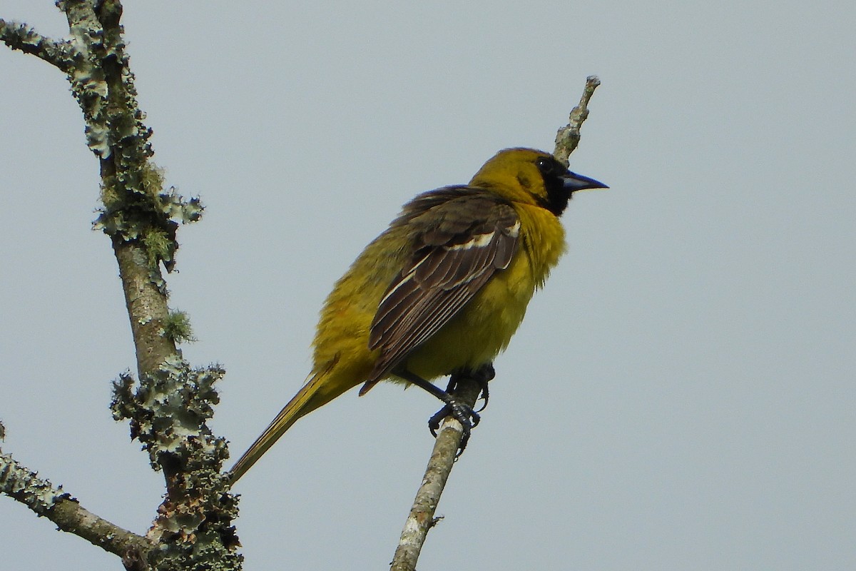 Common Yellowthroat - Allen Wolford