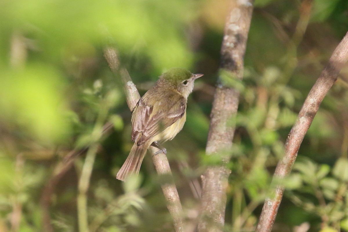 Bell's Vireo - ML240064421