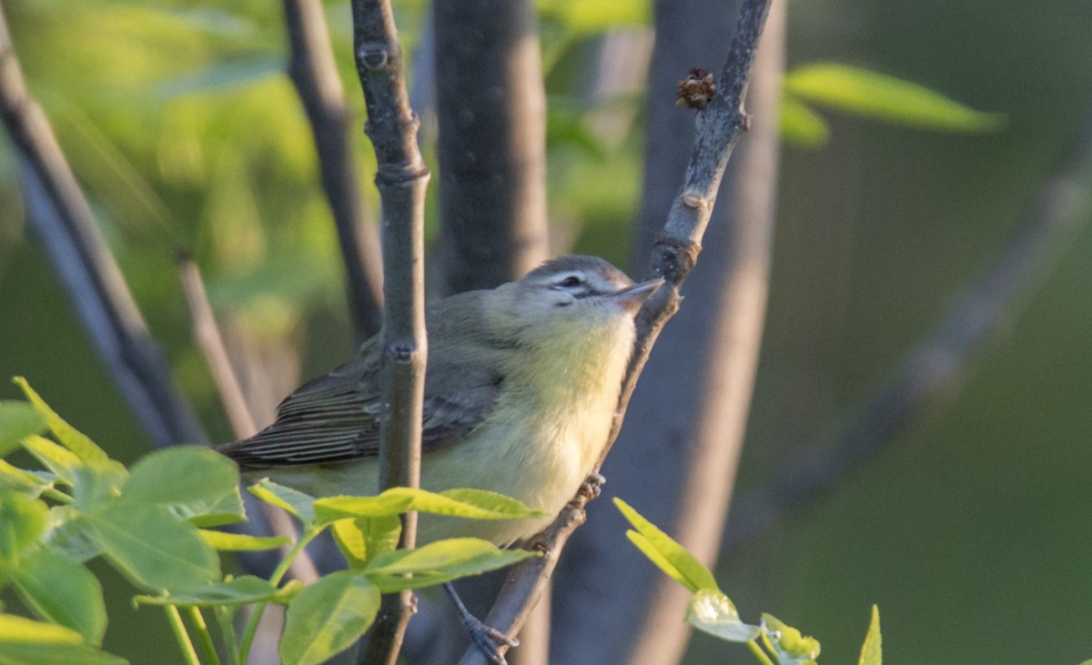 Vireo de Filadelfia - ML240066011