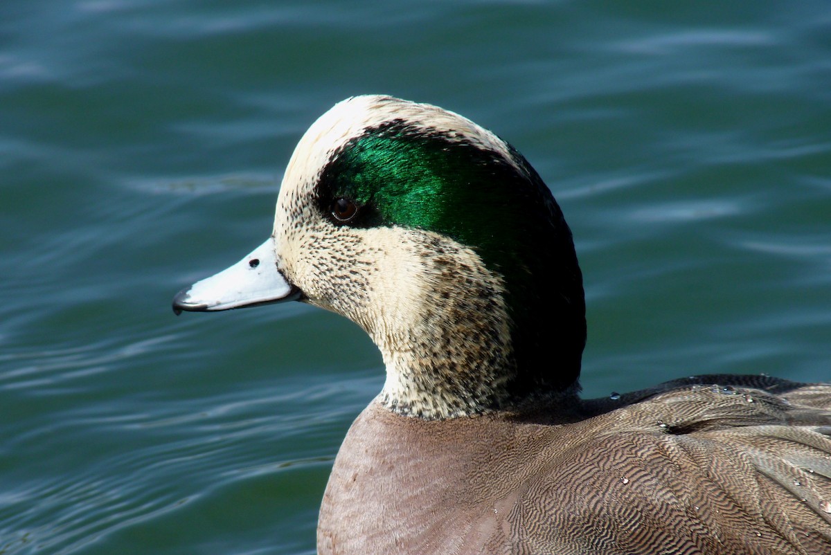 Canard d'Amérique - ML24006751