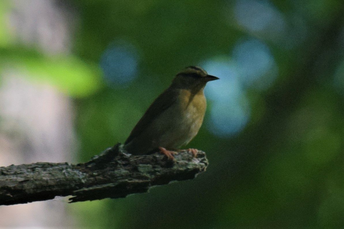 Worm-eating Warbler - ML240068091