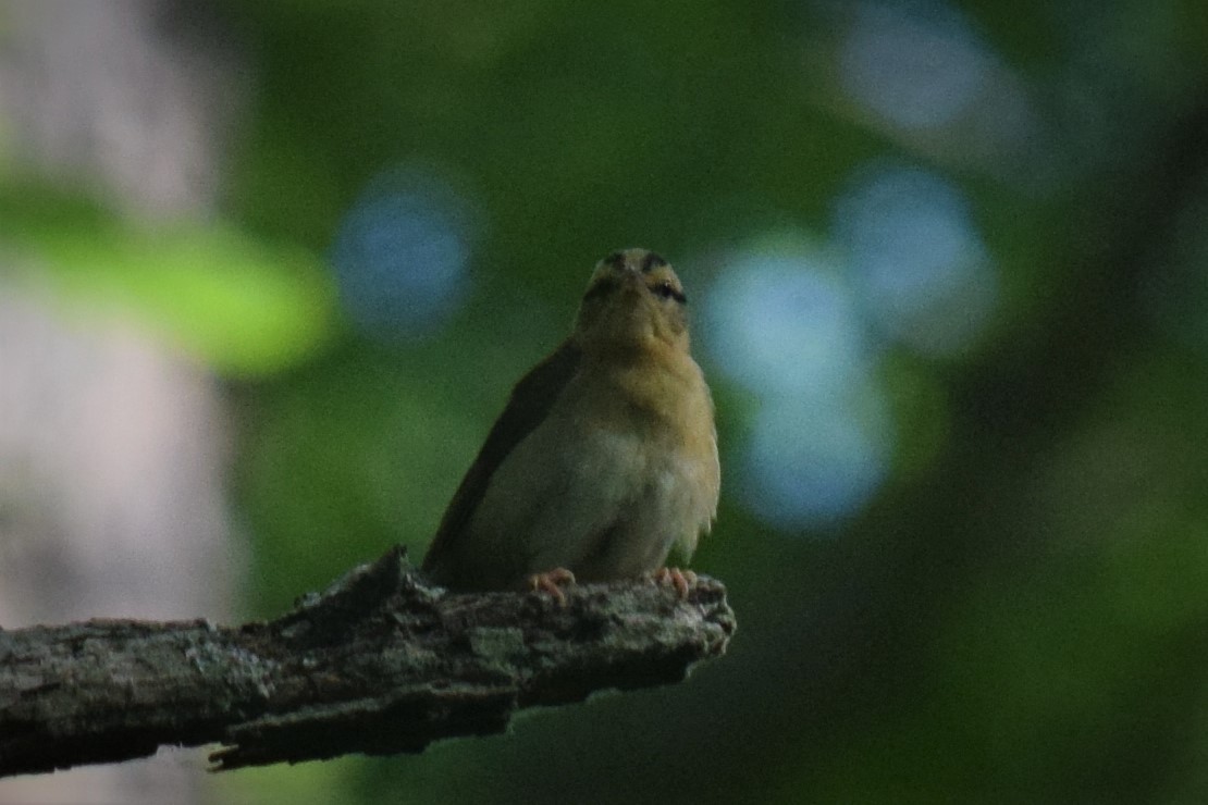 Worm-eating Warbler - ML240068211