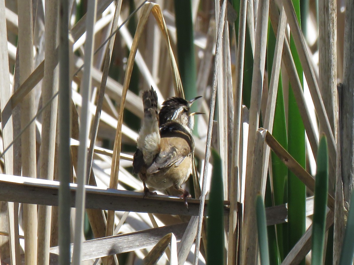 Marsh Wren - David and Regan Goodyear