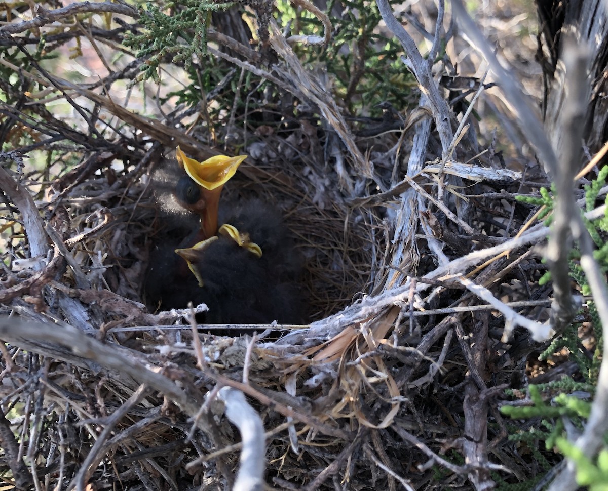 Northern Mockingbird - ML240069981