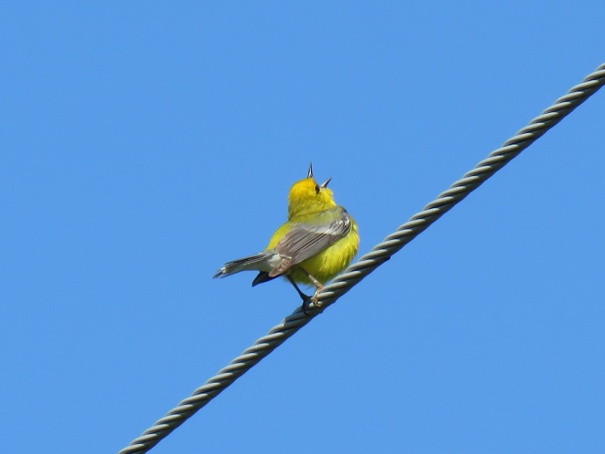 Blue-winged Warbler - David and Regan Goodyear