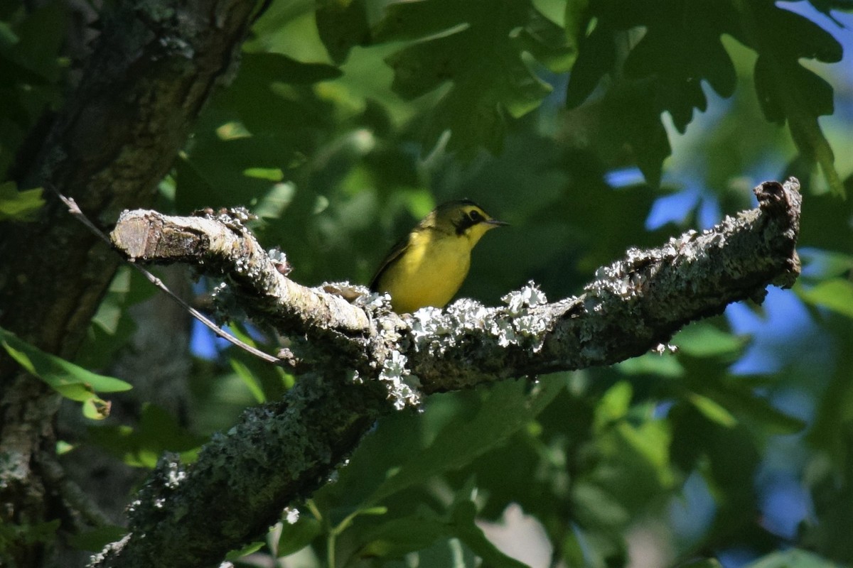 Kentucky Warbler - ML240071851