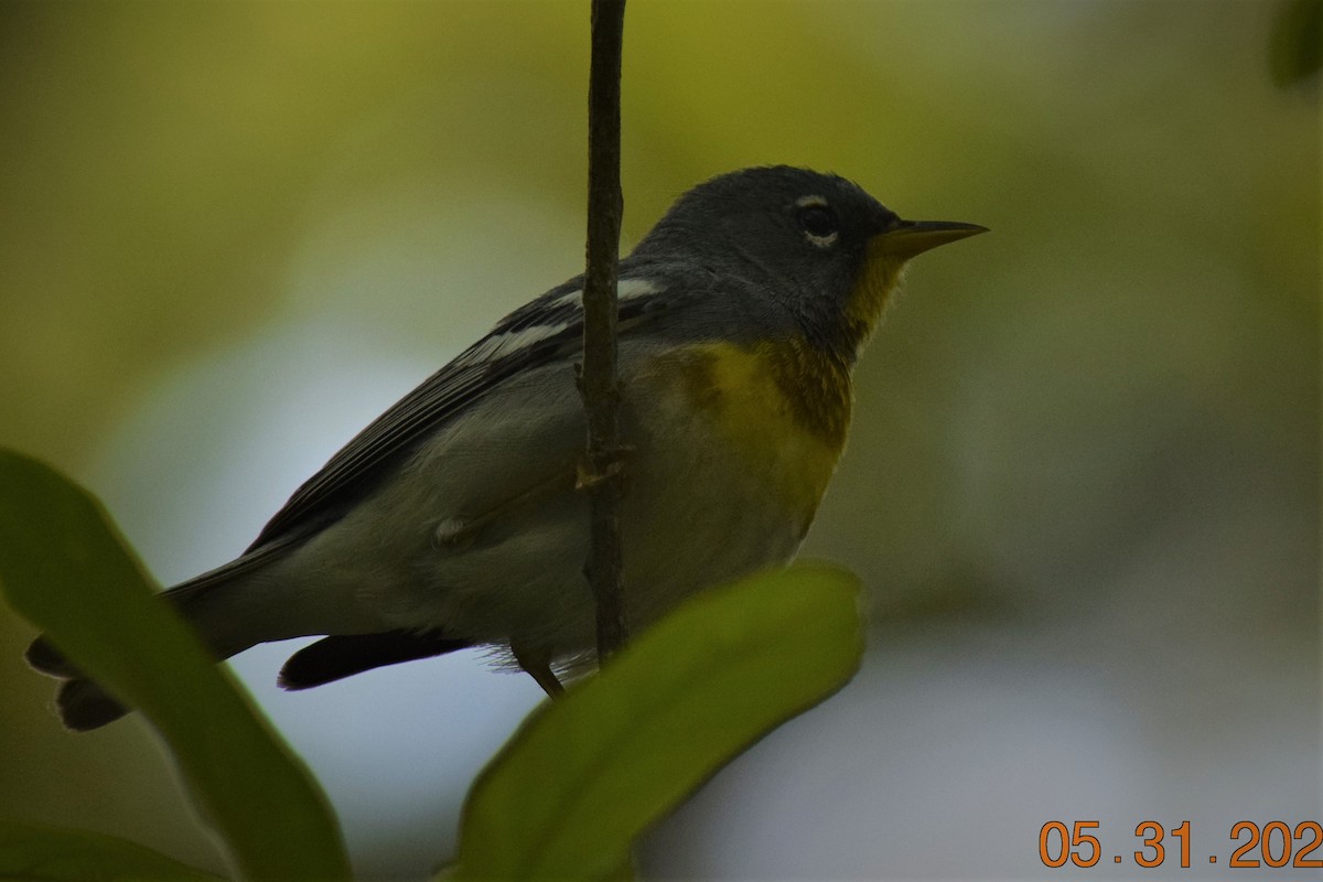 Northern Parula - ML240072561
