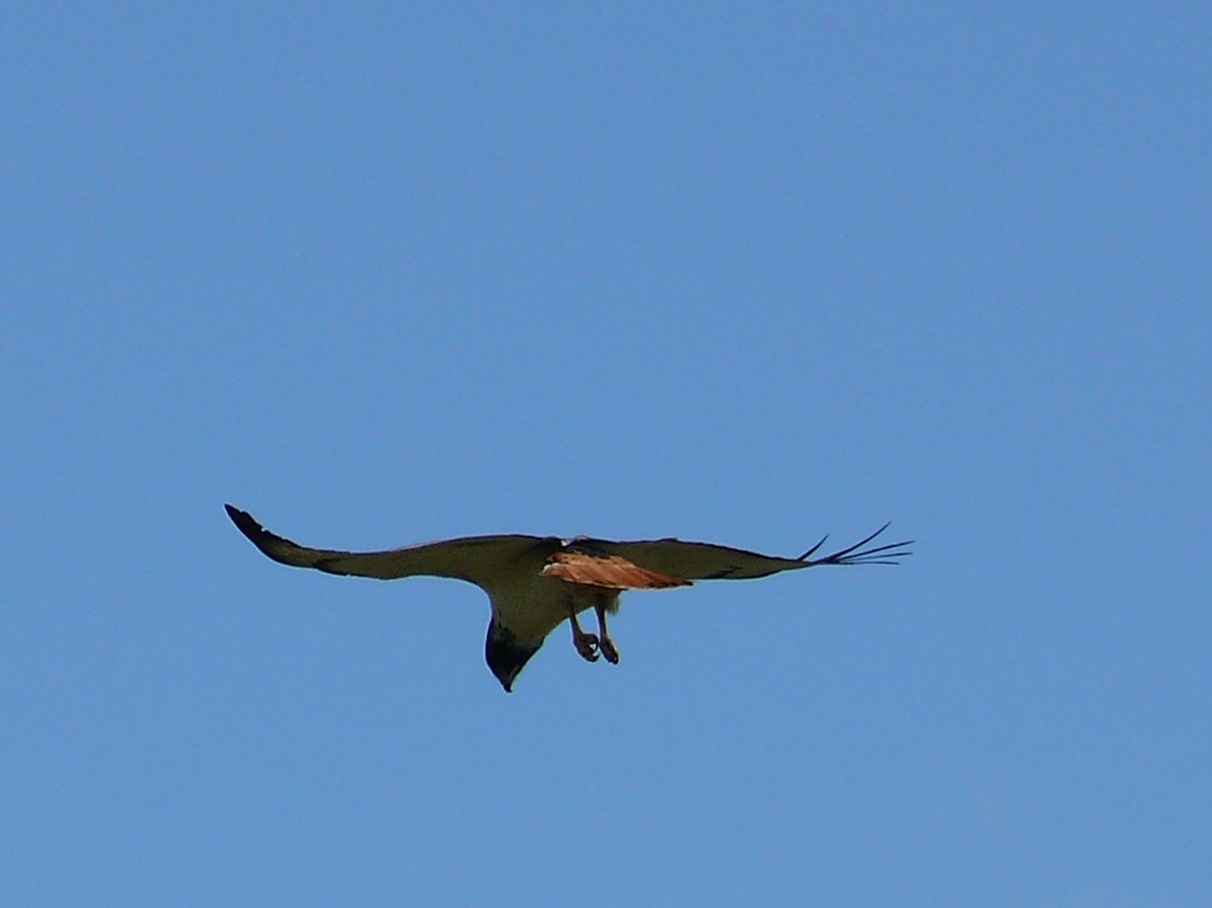 Augur Buzzard (Augur) - ML240072601