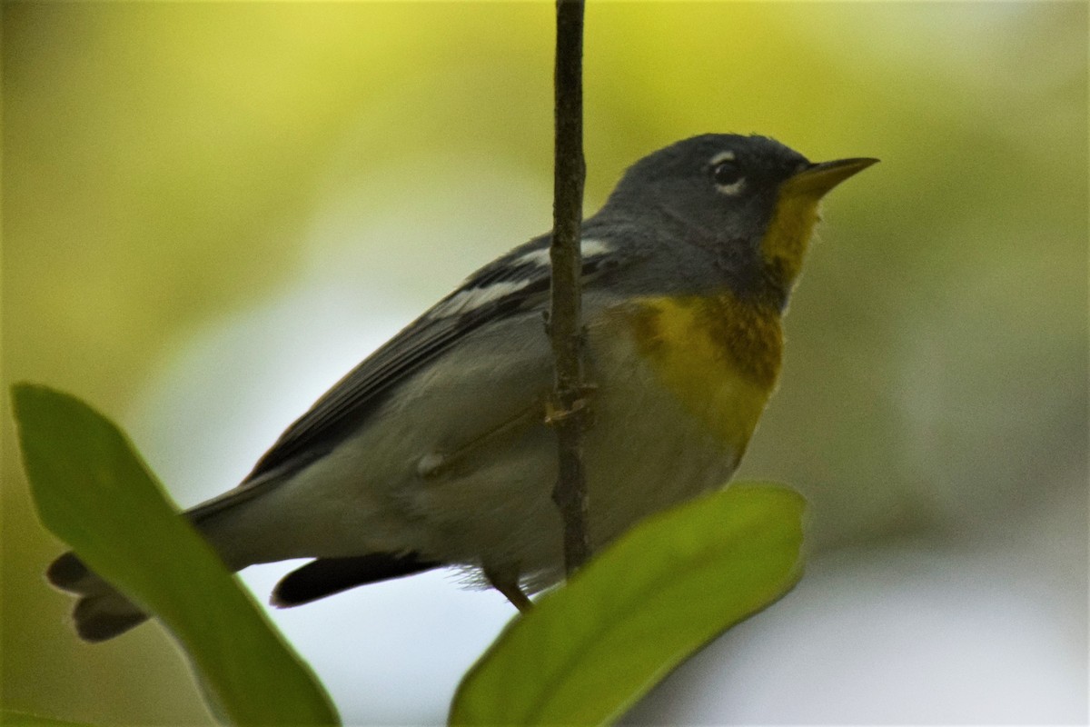 Northern Parula - ML240073121