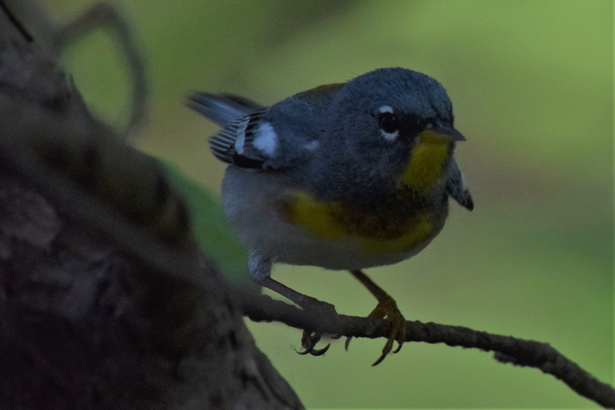 Northern Parula - ML240073231