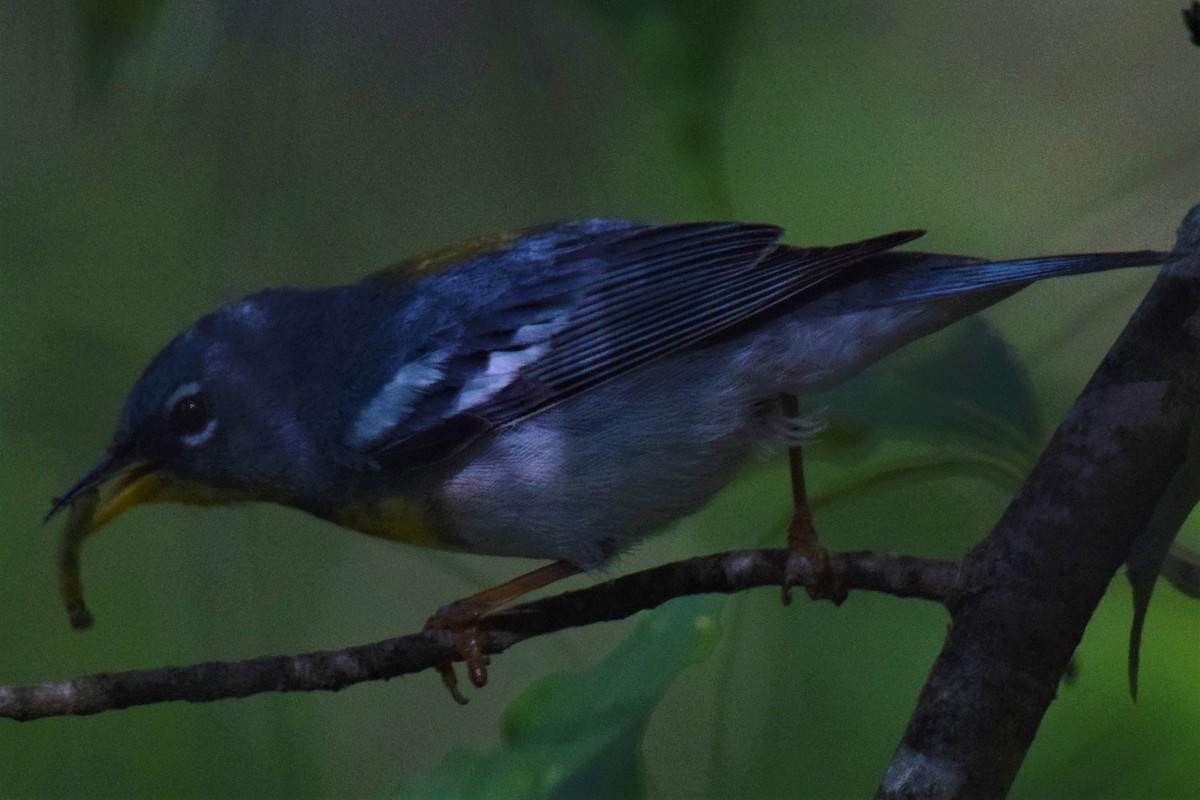 Northern Parula - ML240073251