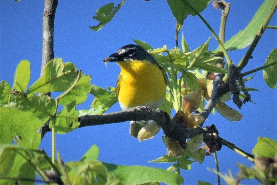 Yellow-breasted Chat - ML240074581
