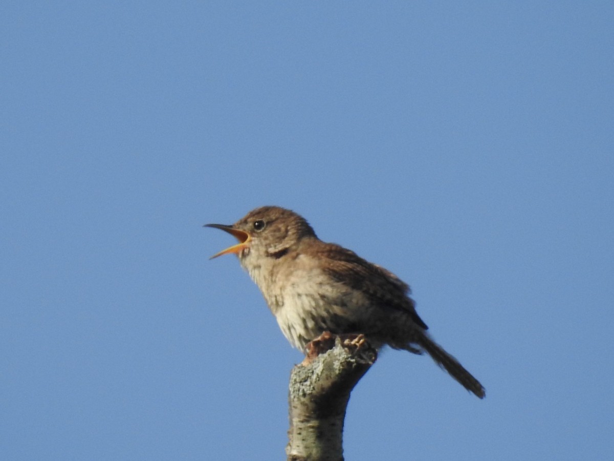 Northern House Wren - ML240075881