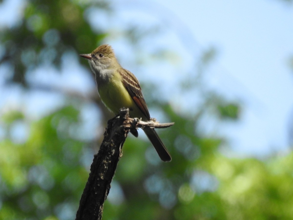 Great Crested Flycatcher - ML240075961