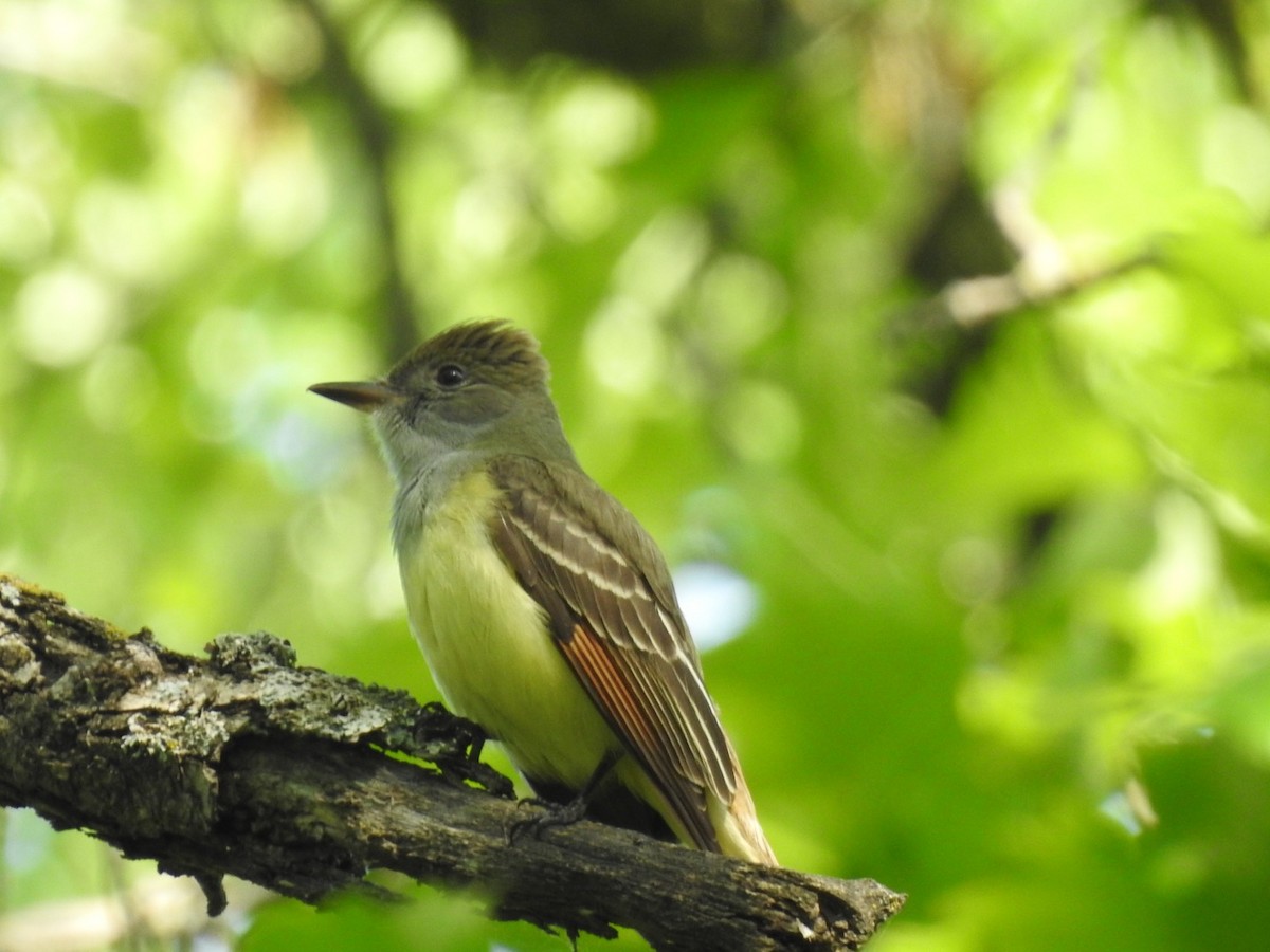Great Crested Flycatcher - ML240075981