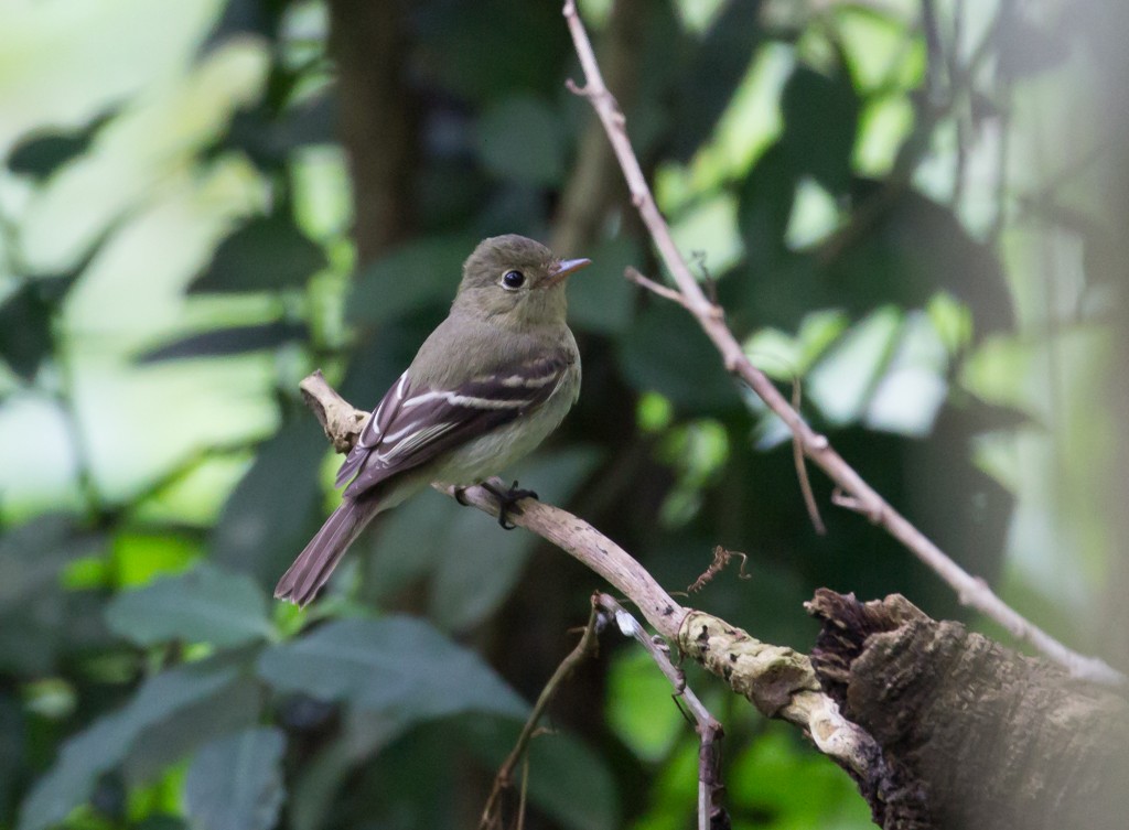 Yellow-bellied Flycatcher - ML24007851