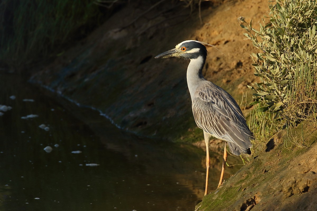 Yellow-crowned Night Heron - ML240079151