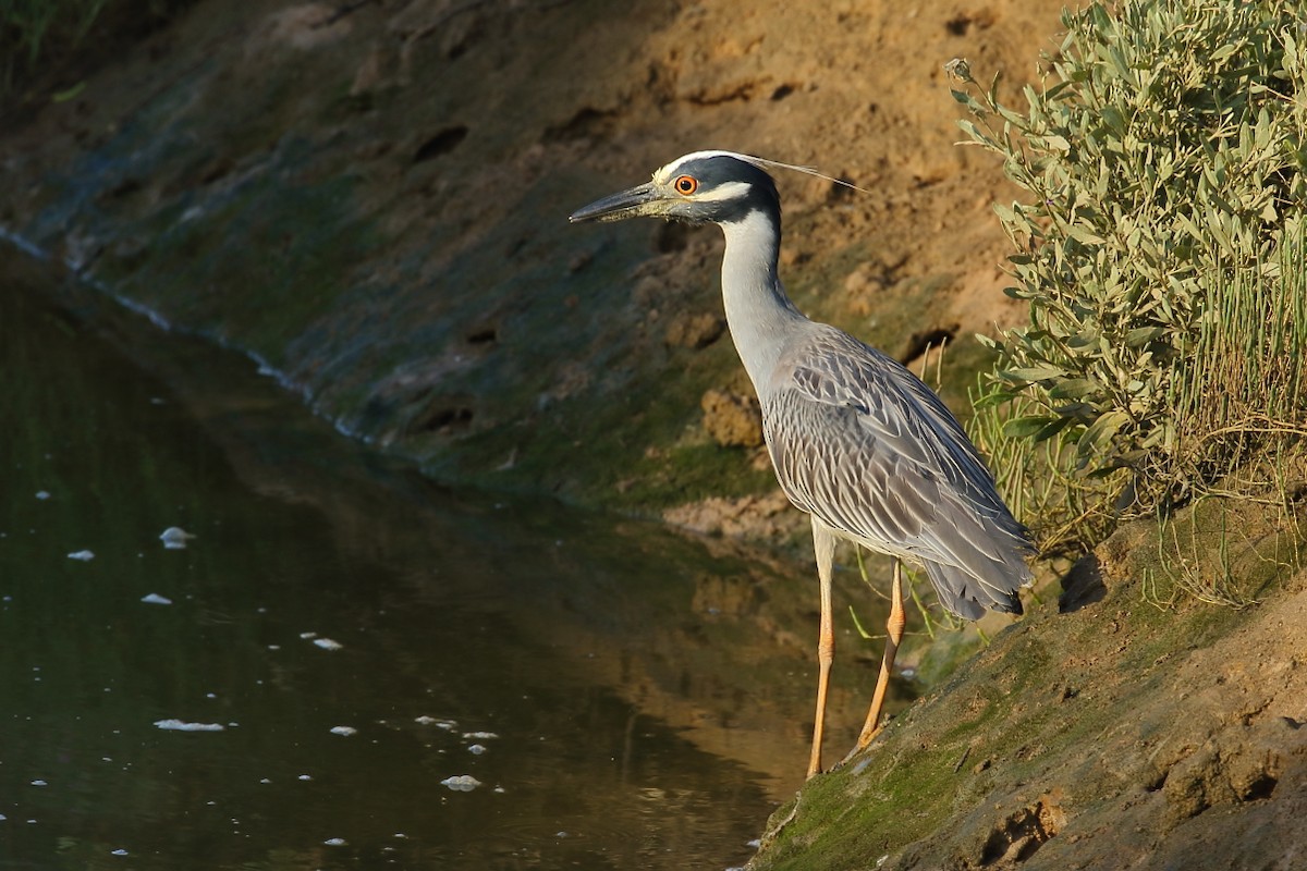 Yellow-crowned Night Heron - ML240079161