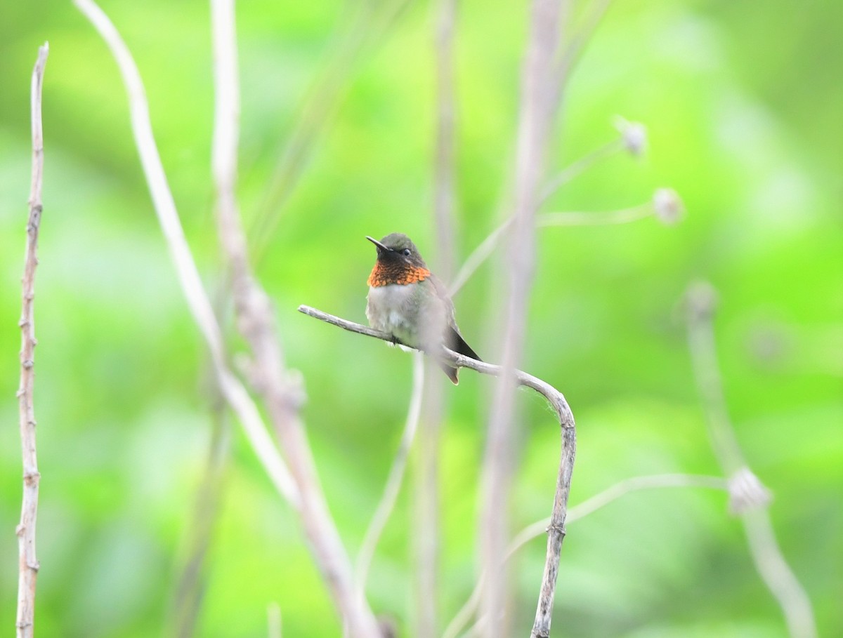 Ruby-throated Hummingbird - ML240080091
