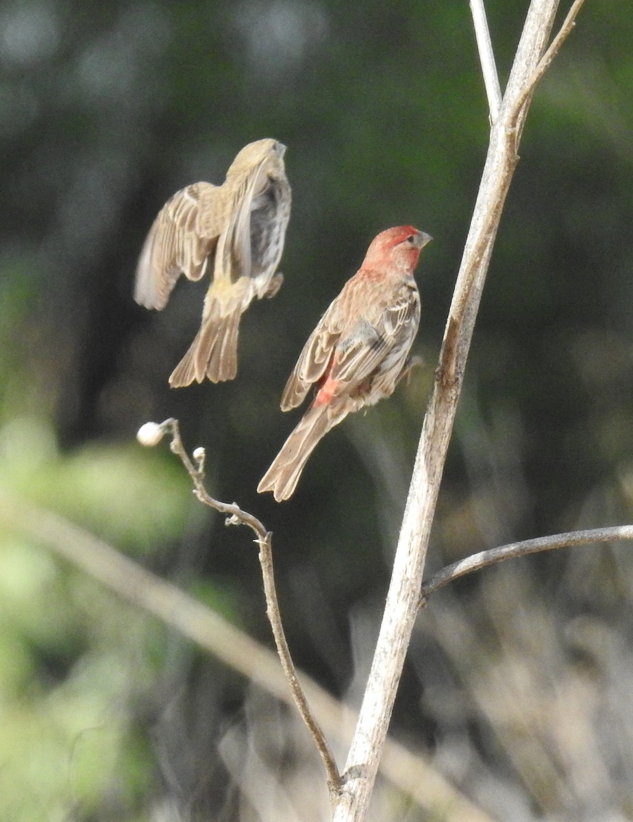 House Finch - Kevin Enns-Rempel