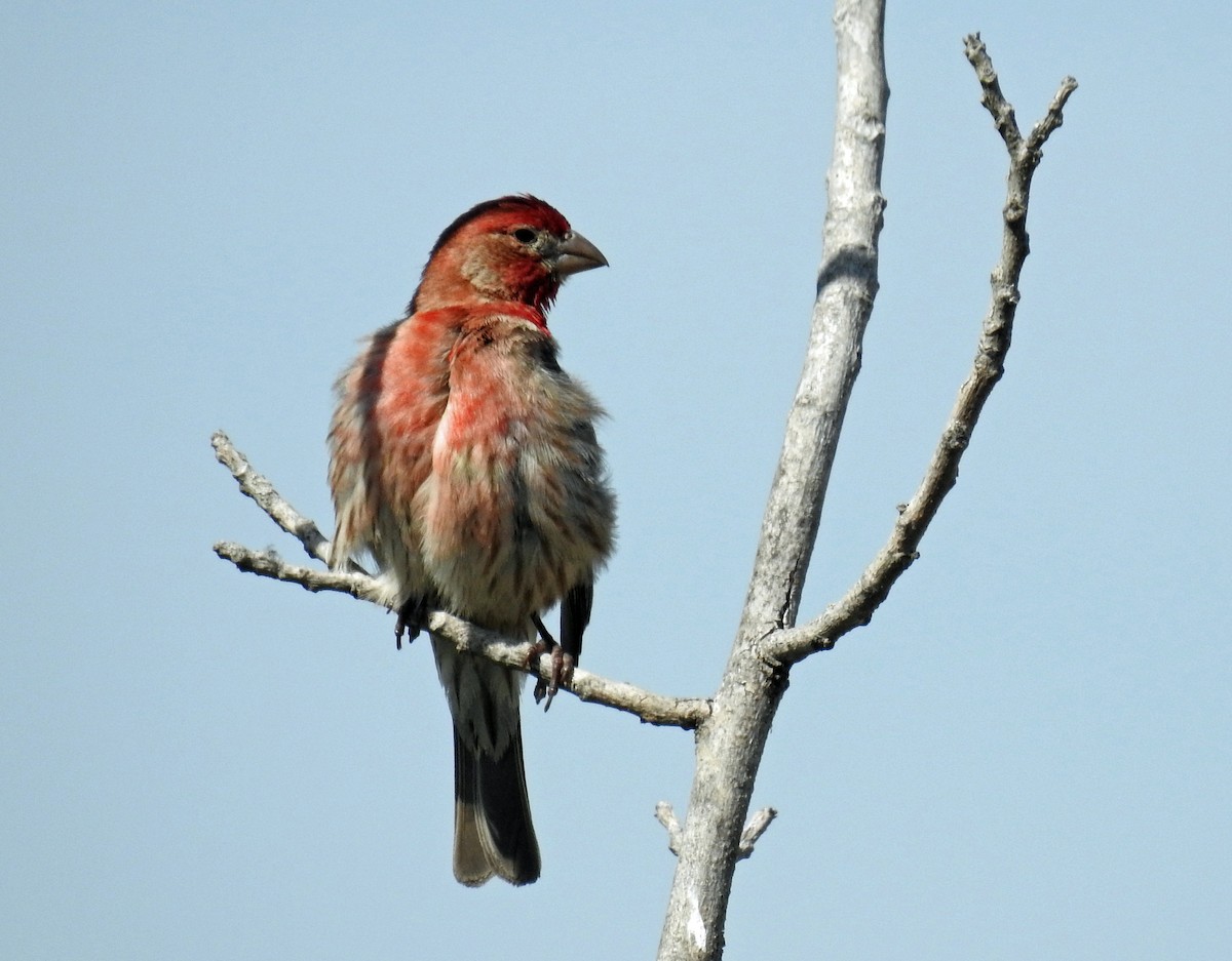 House Finch - Kevin Enns-Rempel