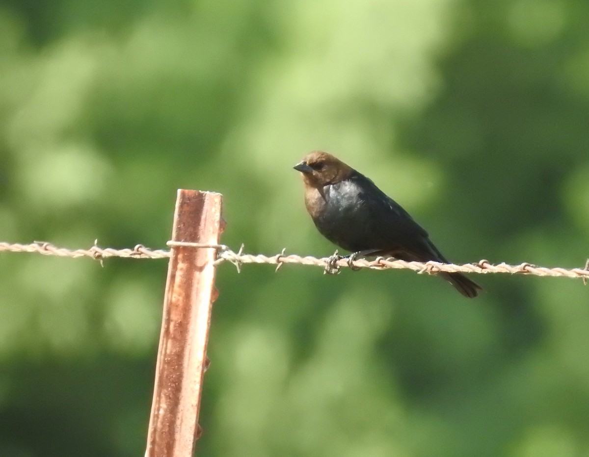 Brown-headed Cowbird - ML240082641