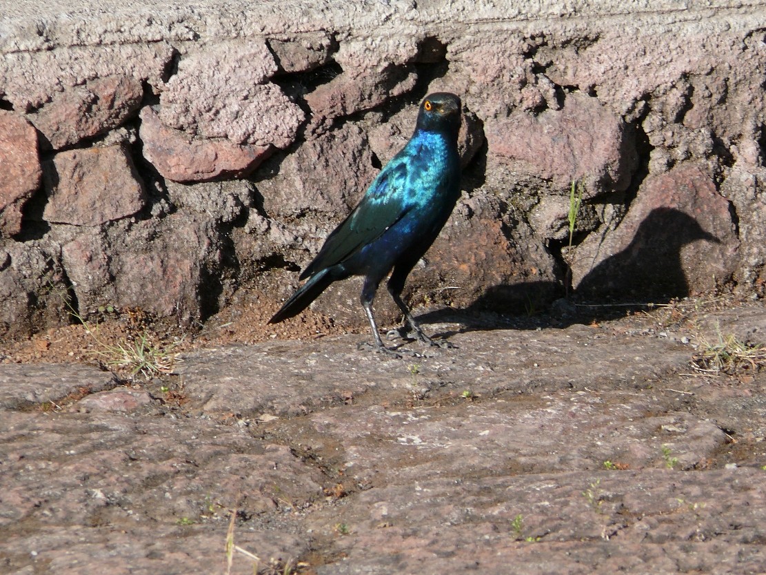 Lesser Blue-eared Starling (Lesser) - ML240083011