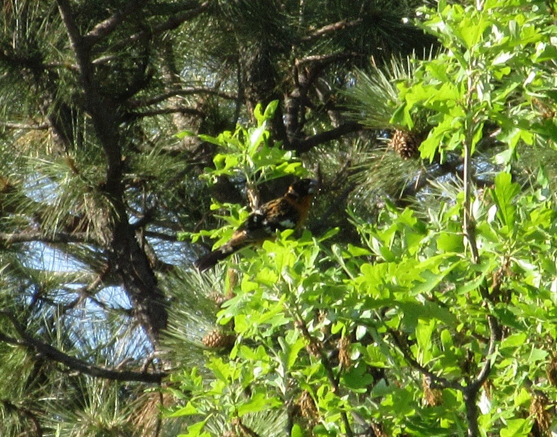Black-headed Grosbeak - ML240084281