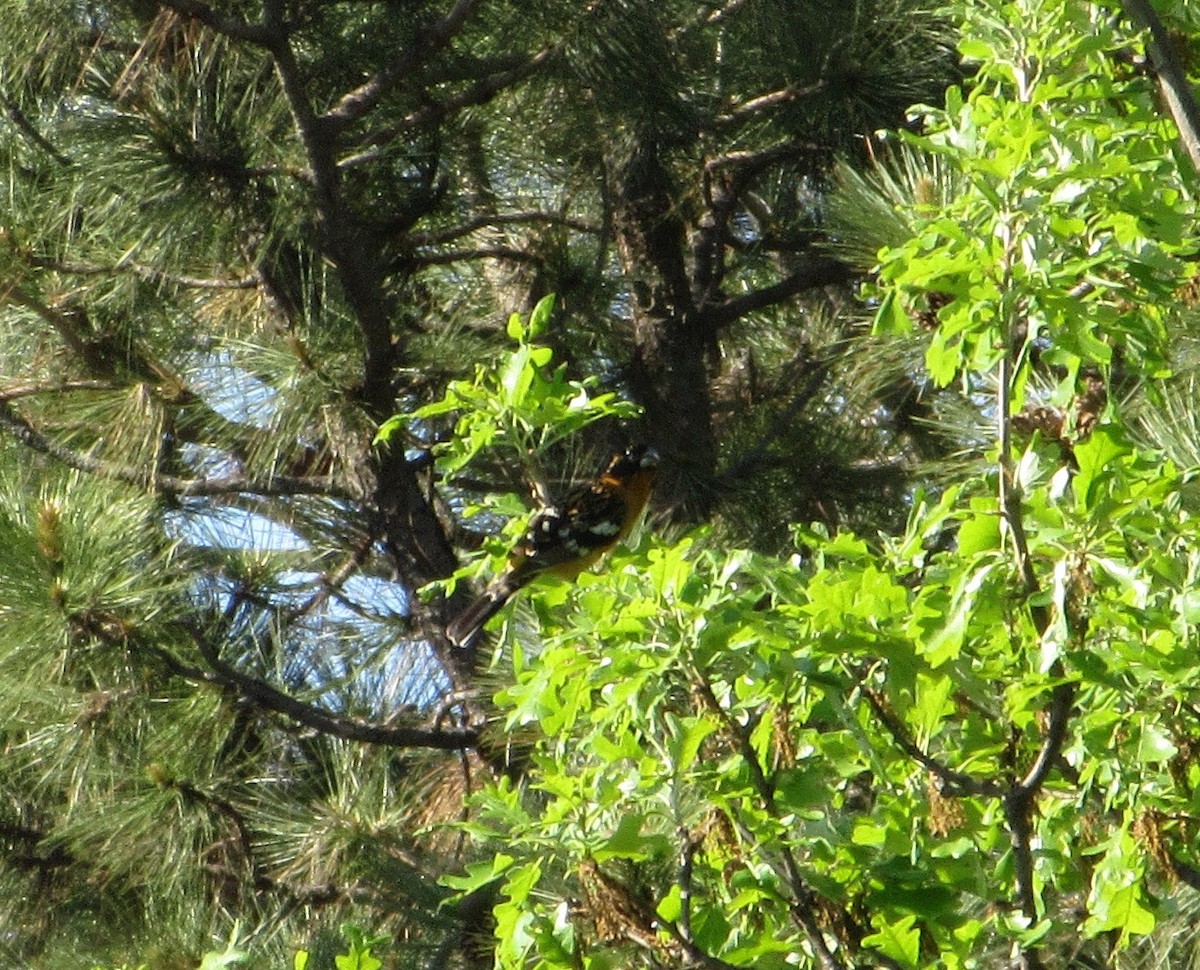 Black-headed Grosbeak - ML240084371