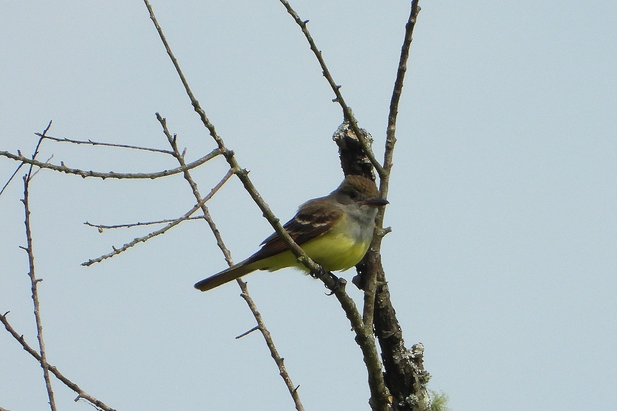 Great Crested Flycatcher - ML240084981