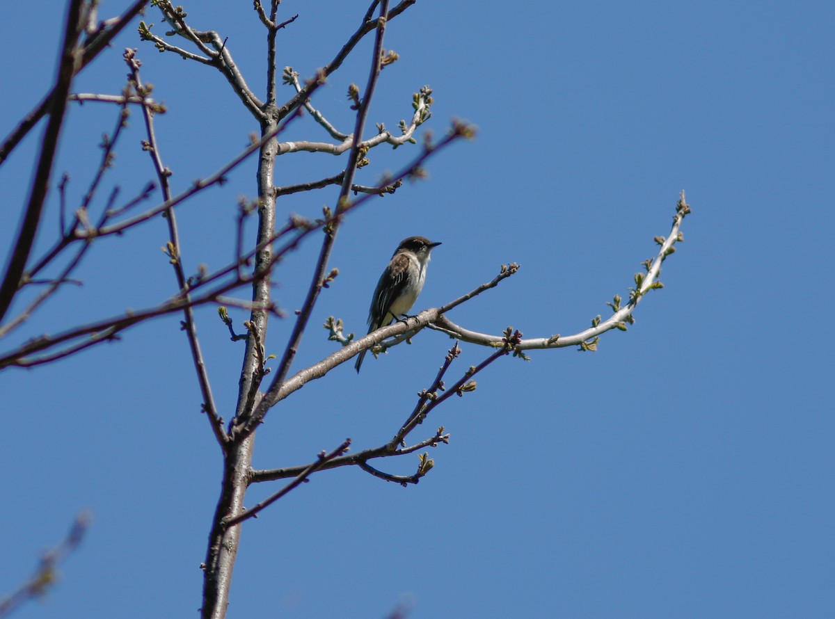 Eastern Phoebe - ML240089951