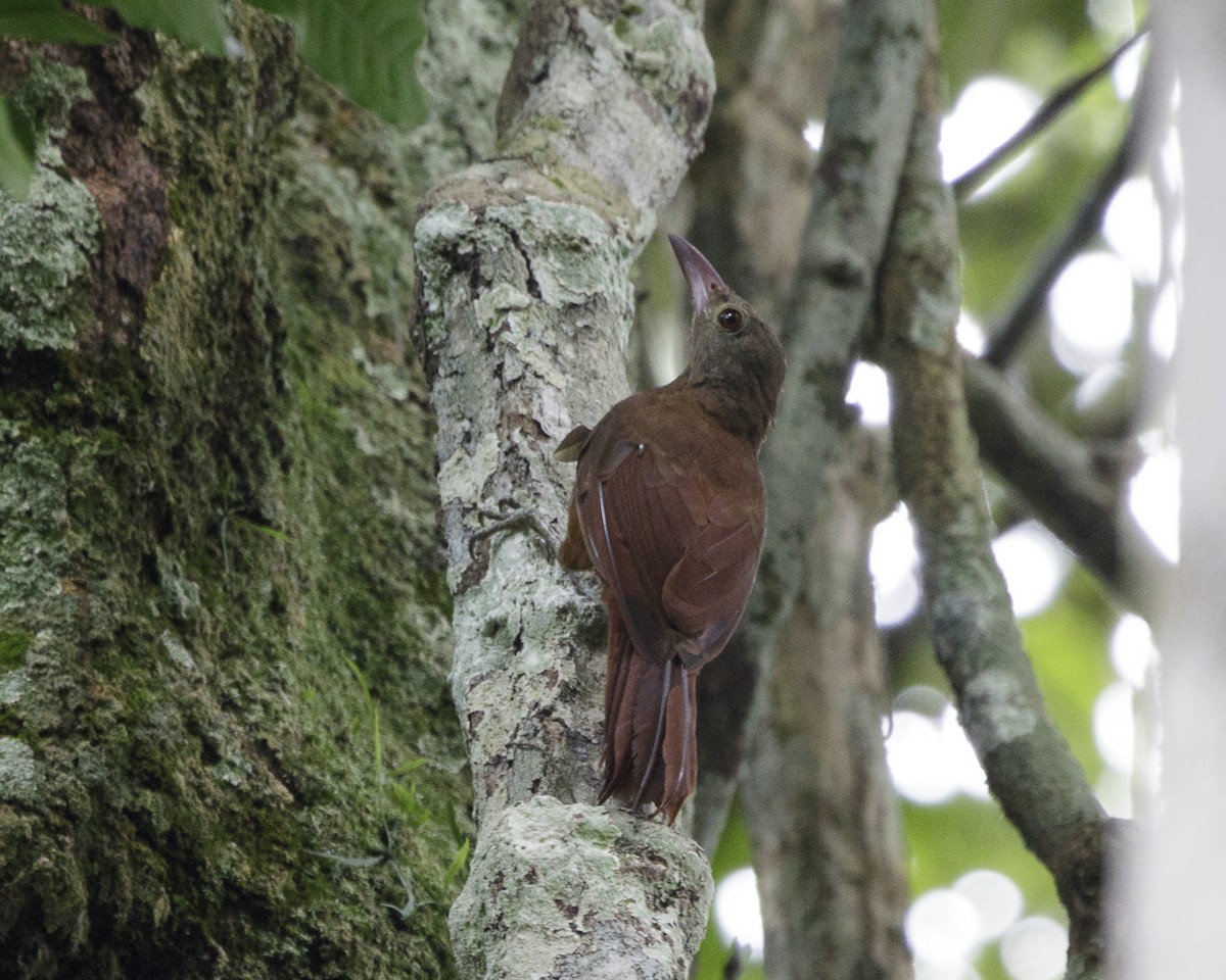 Uniform Woodcreeper (Uniform) - ML240090881