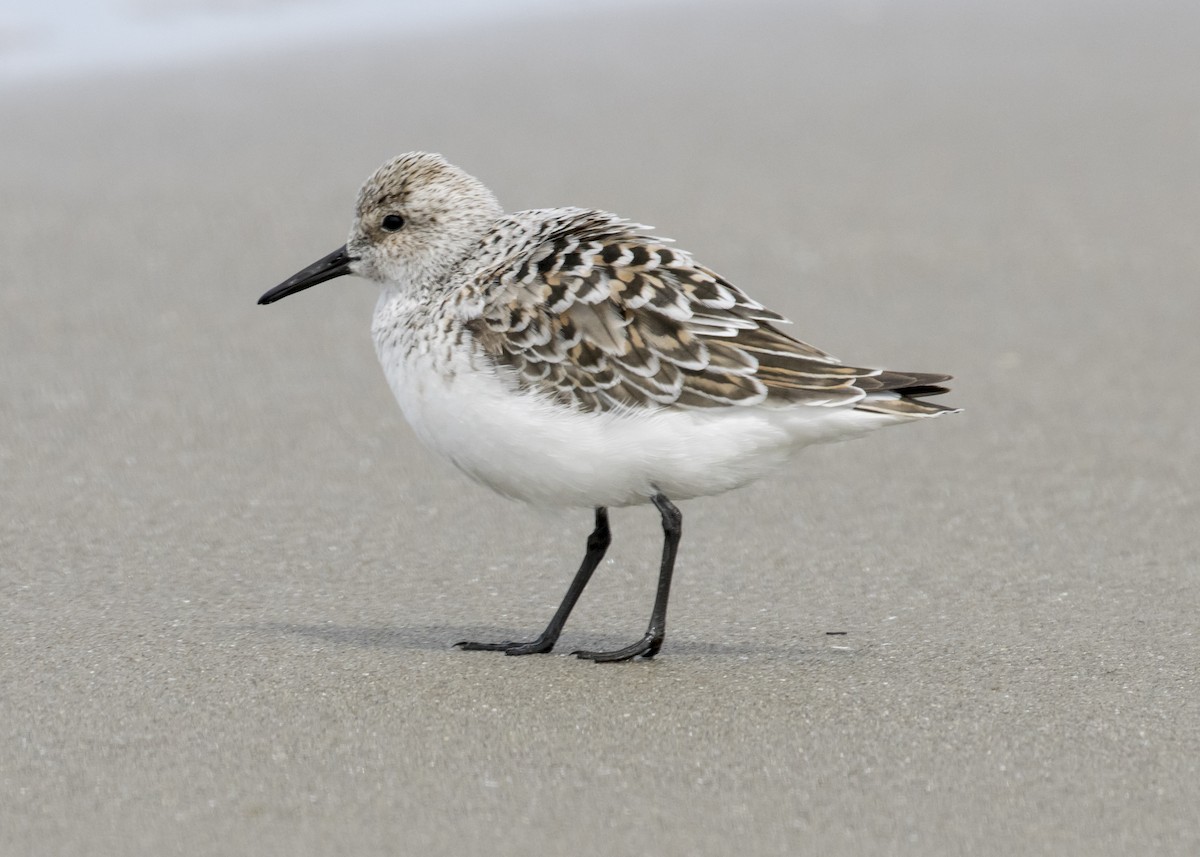 Sanderling - Rachel Holzman