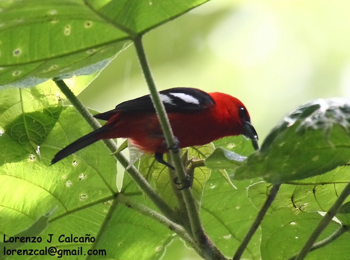 White-winged Tanager - ML240092821