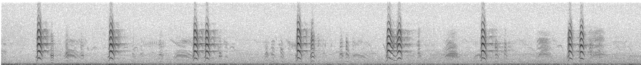 Common Gull - ML240094