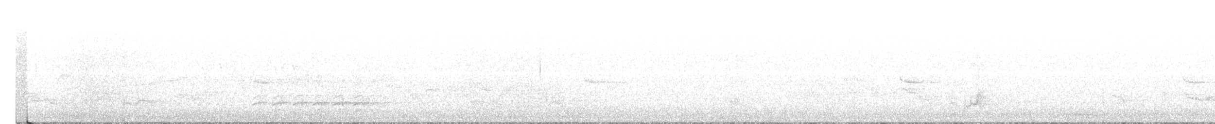 Weißbrustkleiber - ML240096211