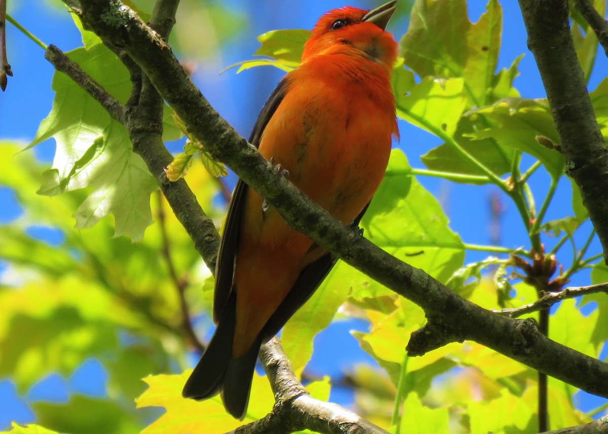 Scarlet Tanager - ML240096301