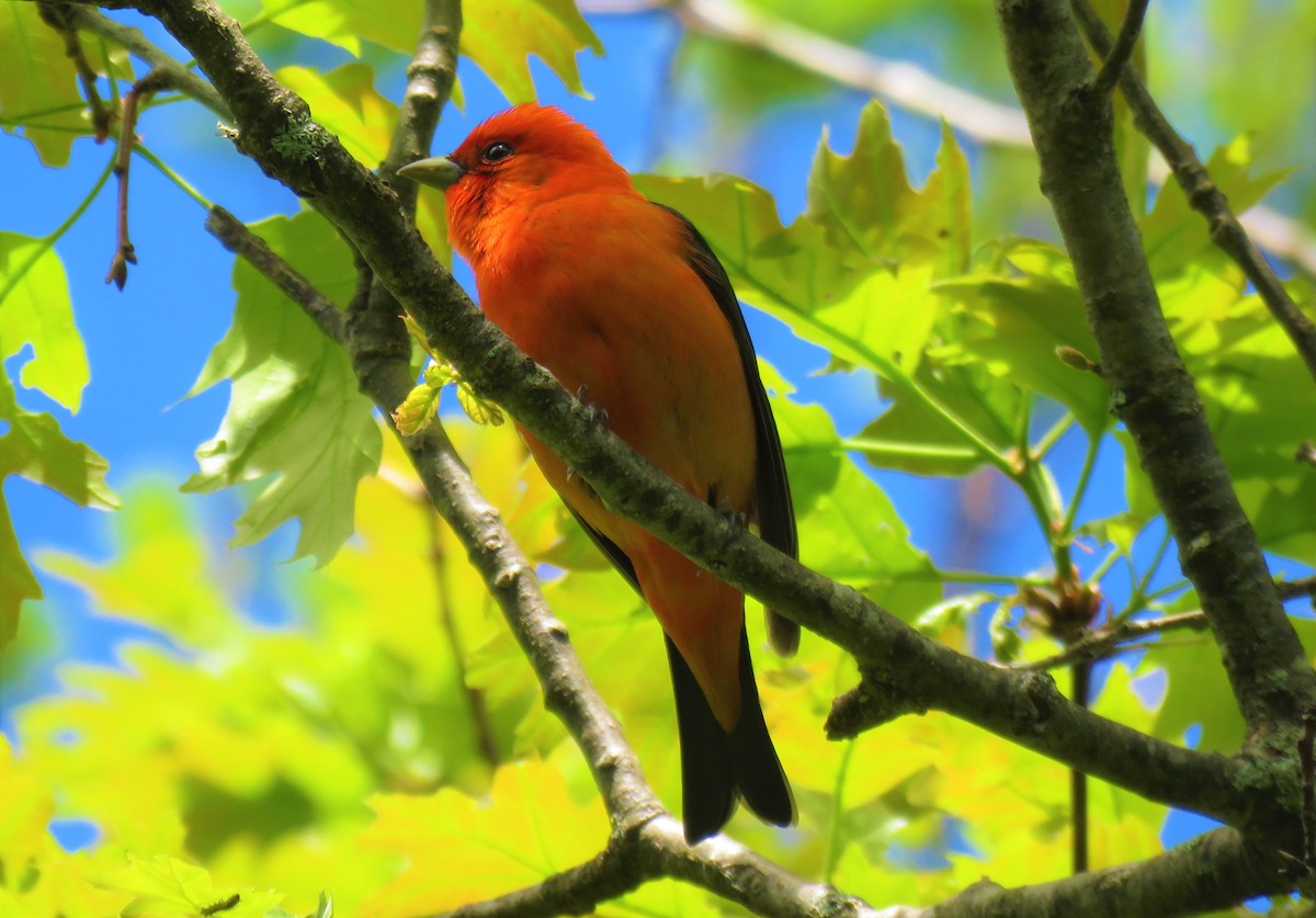 Scarlet Tanager - ML240096381
