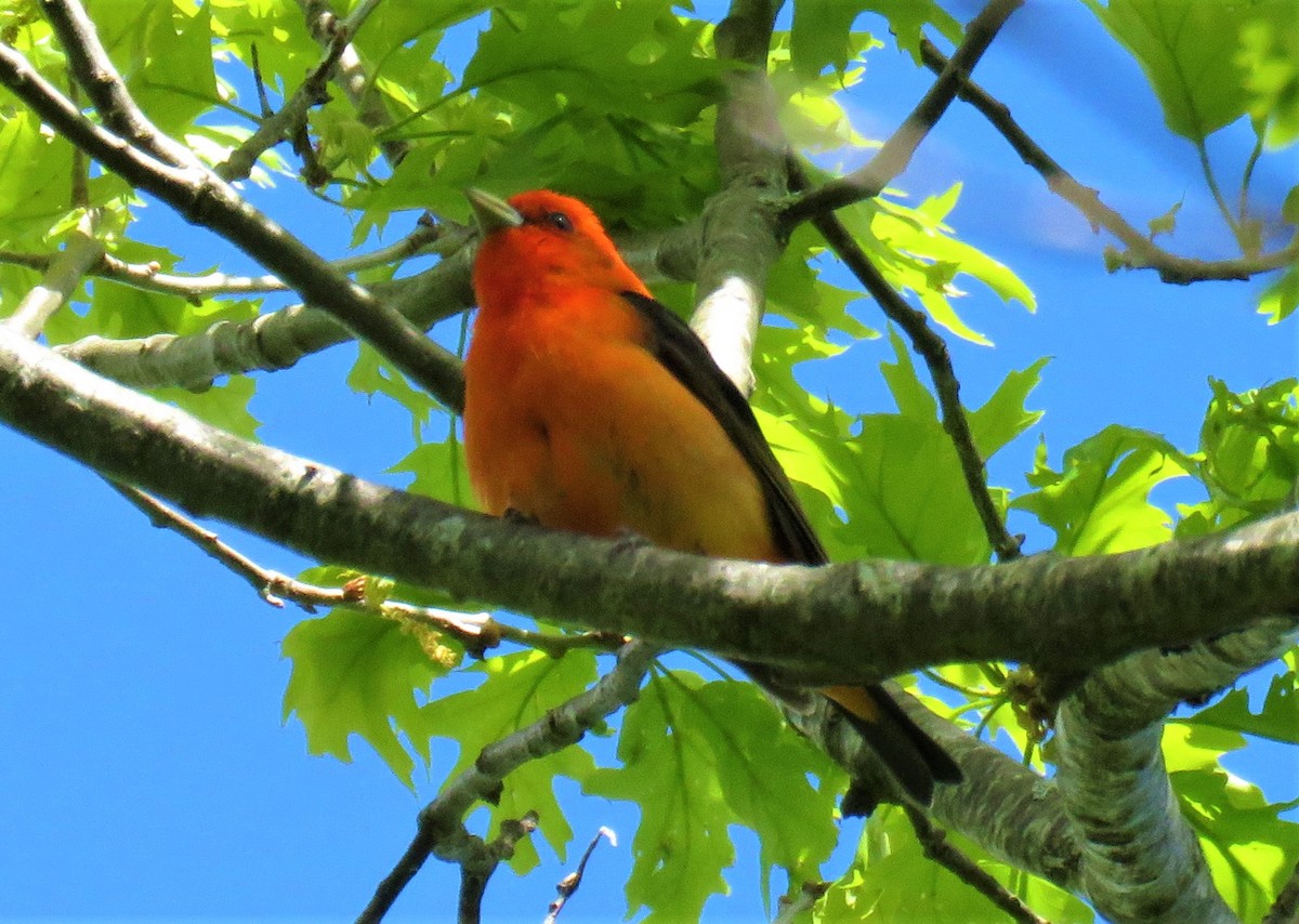 Scarlet Tanager - ML240096421