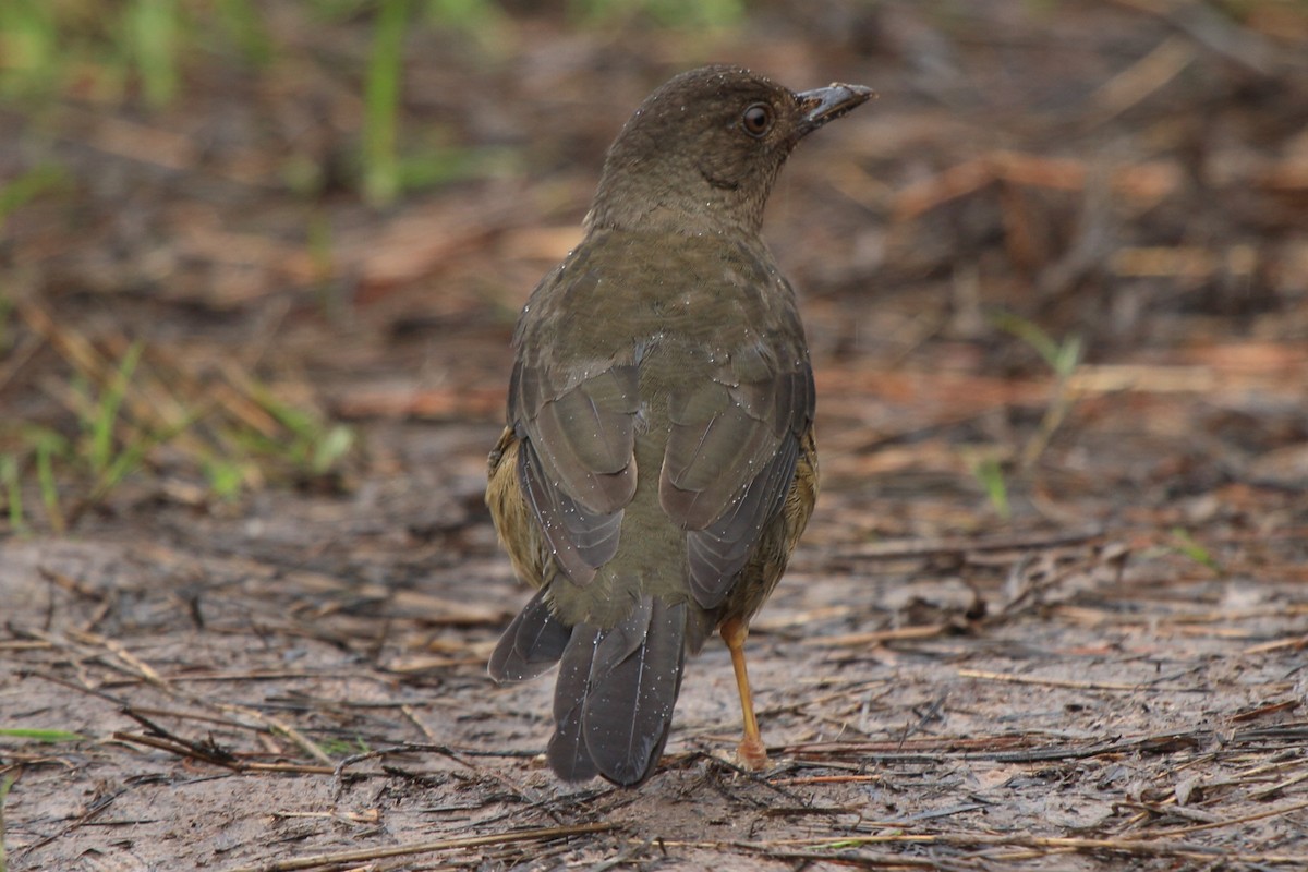 Lawrence's Thrush - Fabio Olmos