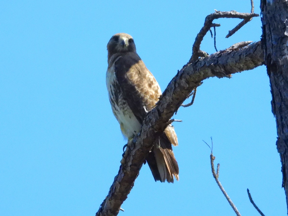 Red-tailed Hawk - ML240097251