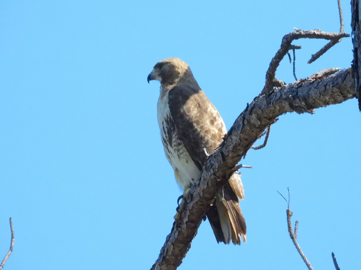 Red-tailed Hawk - ML240097281