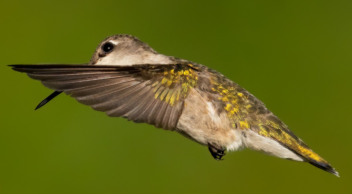 Ruby-throated Hummingbird - ML240098011