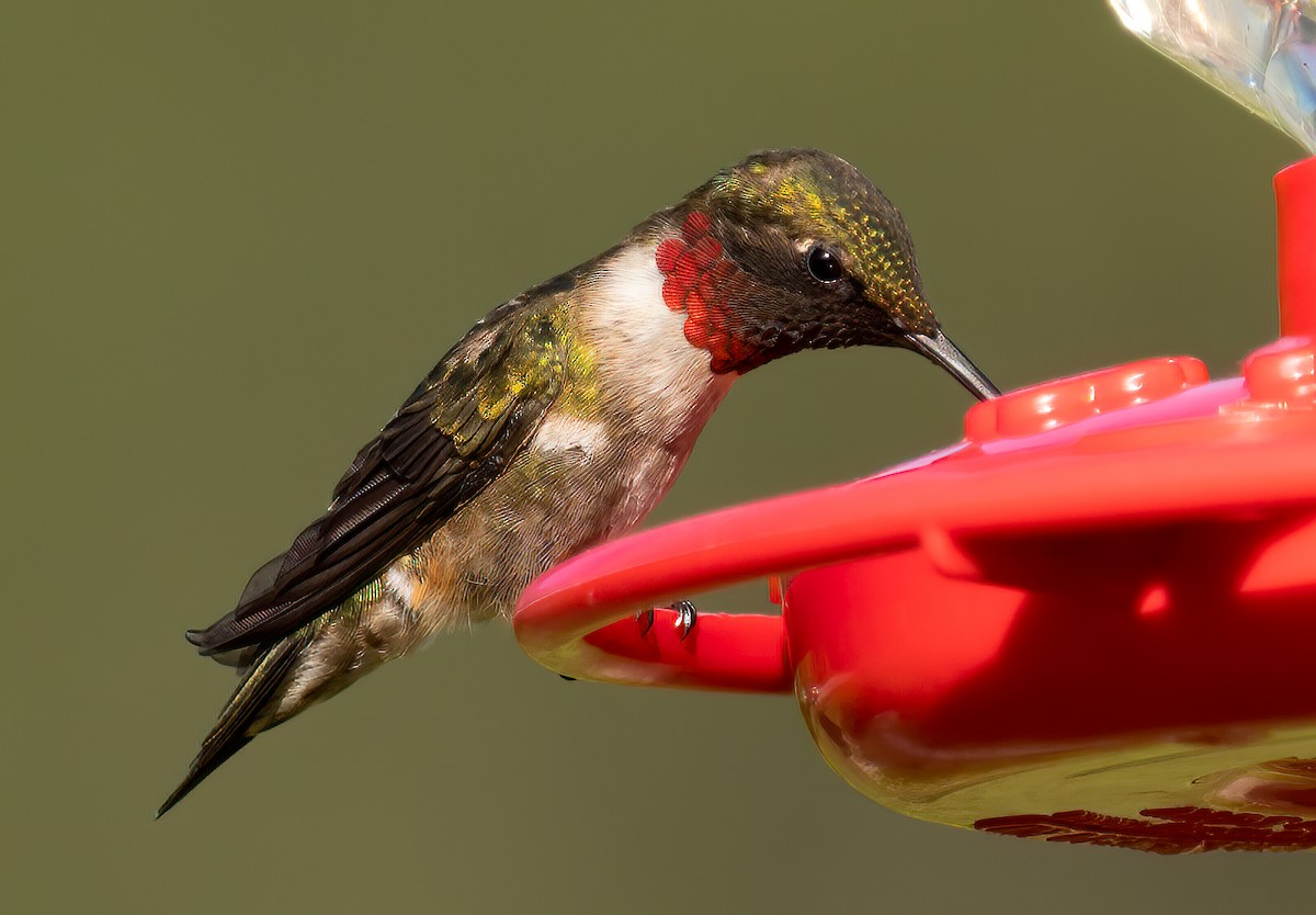 Colibrí Gorjirrubí - ML240098031