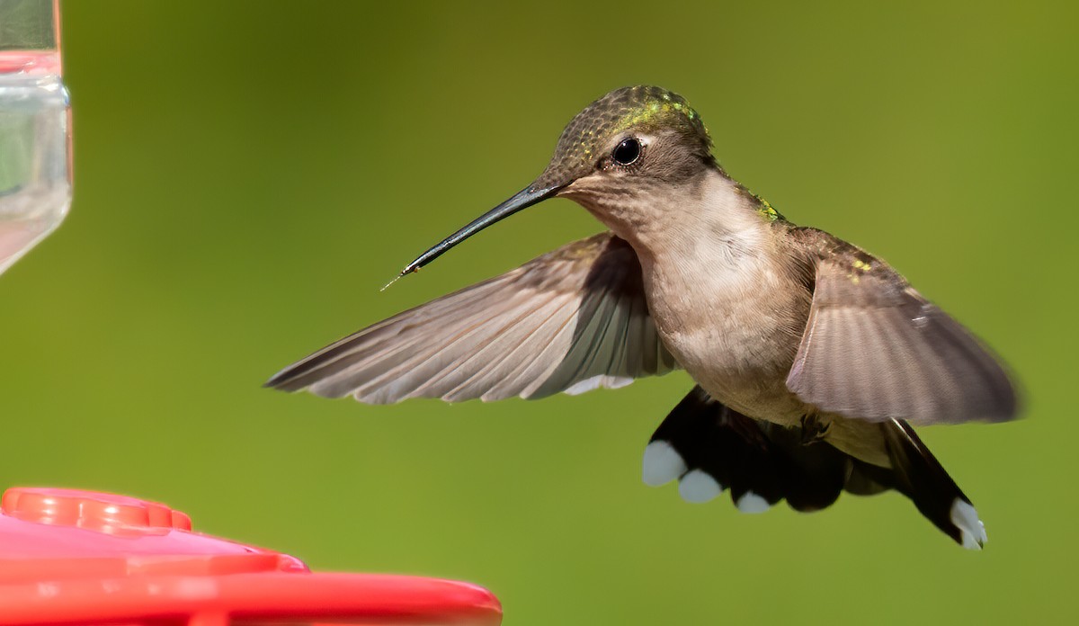 Ruby-throated Hummingbird - ML240098061