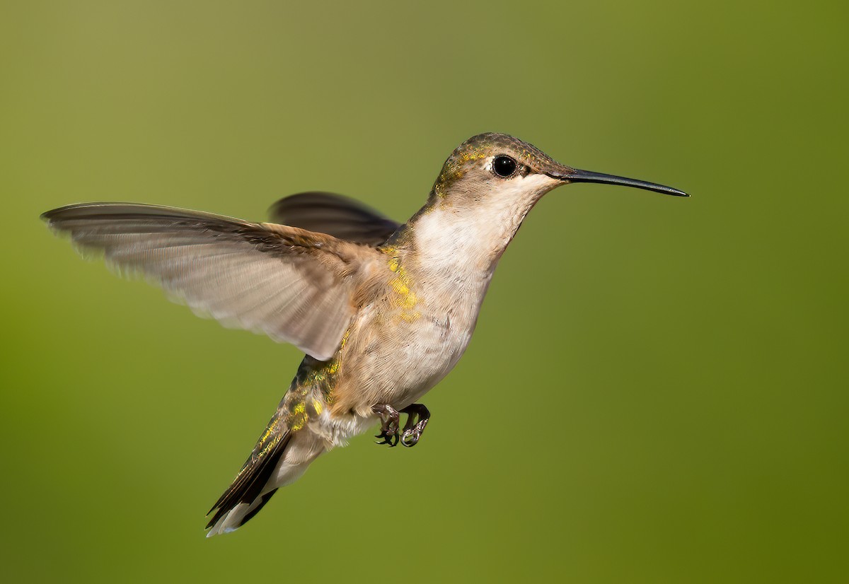 Ruby-throated Hummingbird - ML240098081