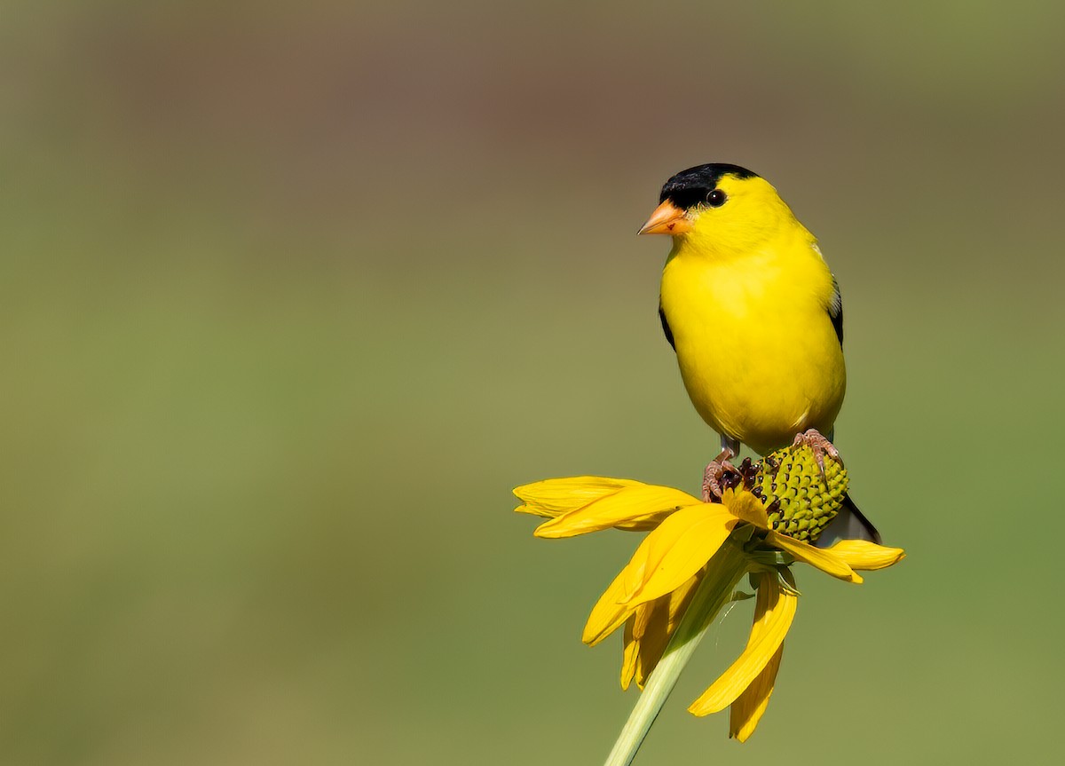 American Goldfinch - ML240098131