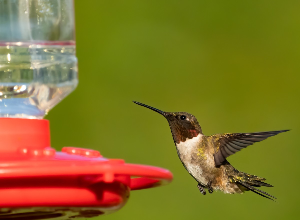 Ruby-throated Hummingbird - ML240098191